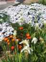 k2003_ms_0057.jpg_ix.small.jpg